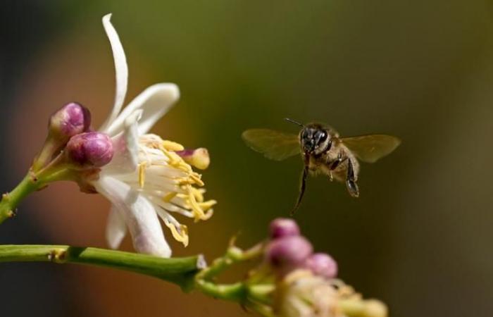 French bees and honey are increasingly suffering from climate change