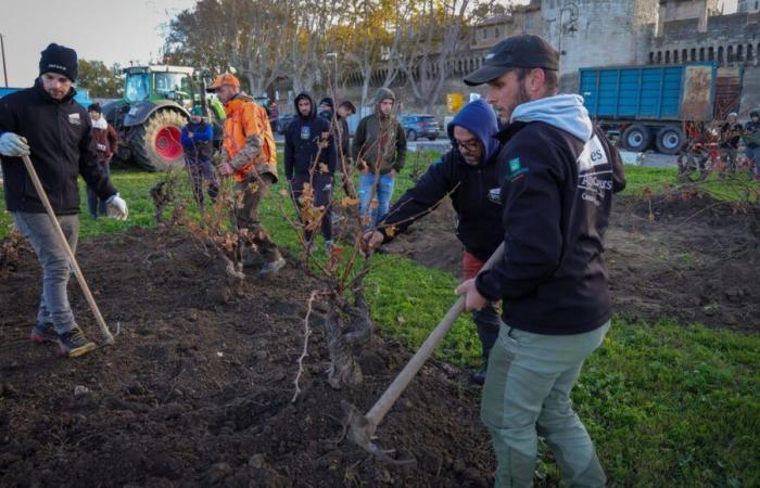 Anger of farmers: vines planted, municipalities renamed, more than 80 symbolic actions launched in France