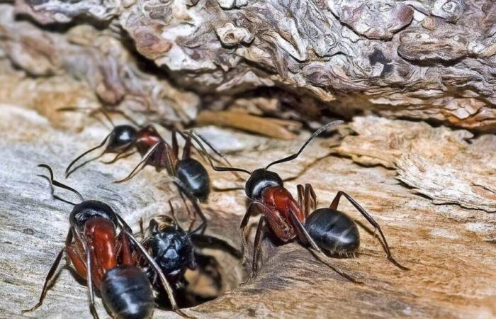 a second outbreak of electric ants reported in the Var