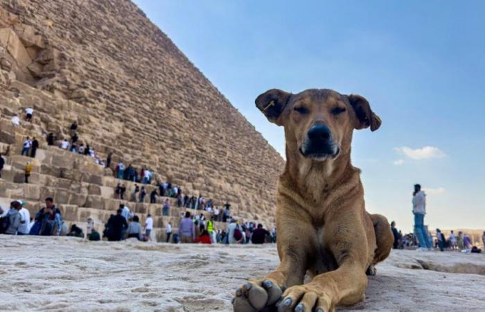 Apollo and his dog friends, new stars of the pyramids