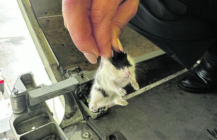 132 “dangerous” hamsters, eating electrical cables in the hold of the aircraft