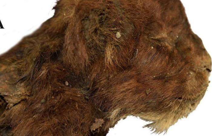 Discovery in Siberia: Researchers find cuddly mini mummy of saber-toothed tiger | Life & Knowledge