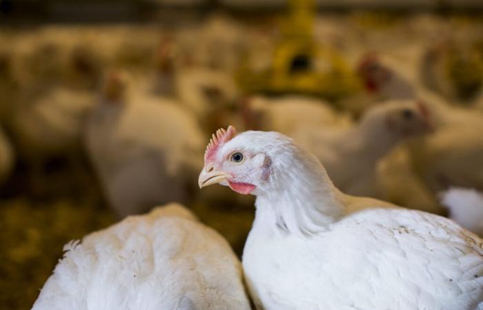 Two flocks of poultry in Montérégie infected with avian flu