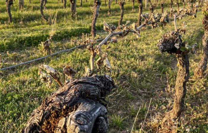 750 hectares of vines will be uprooted – Medialot