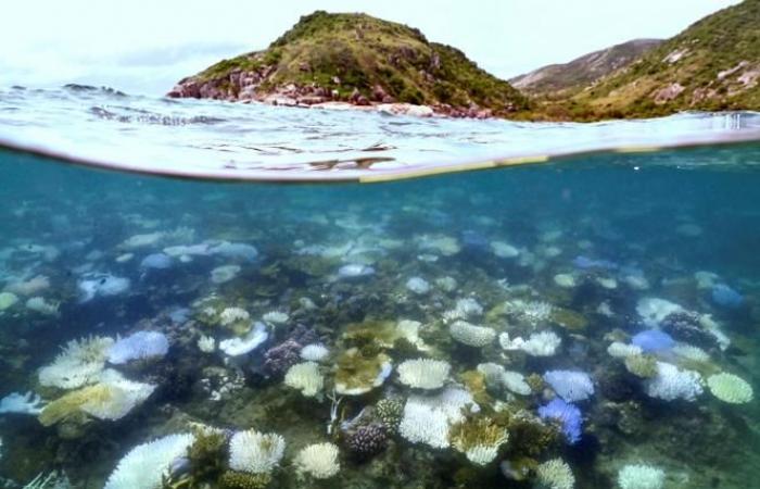 record mortality in part of the Great Barrier Reef