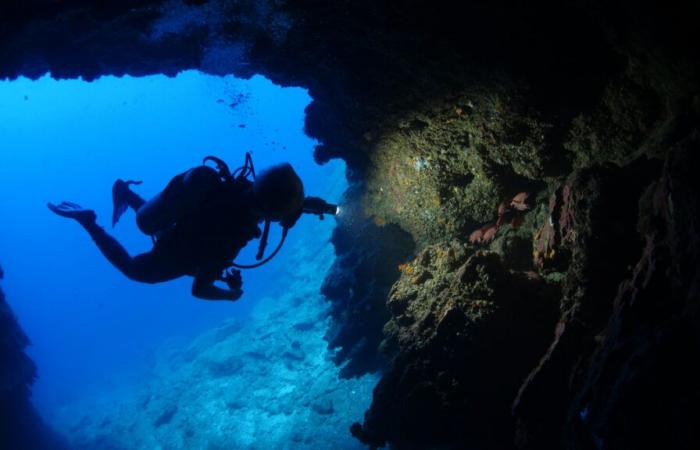 Thinking they came across a wreck, divers discover that this “giant shadow” is alive