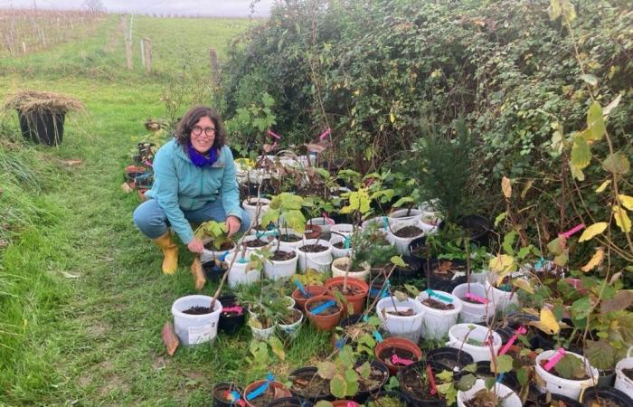 This Loire-Atlantique association distributes 1,000 trees for free