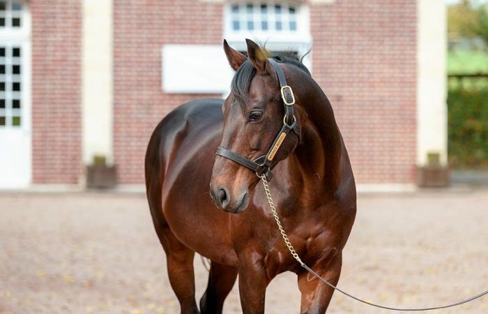 Haras d’Etreham announces the 2025 covering prices for its jumping stallions