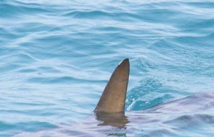 A 4 meter great white shark observed off the coast of Var