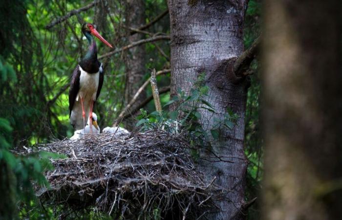 Touraine: the black stork wins again against wind turbines