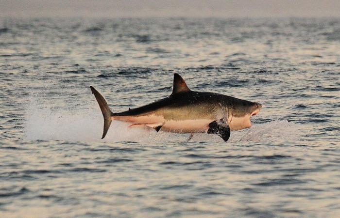 a great white shark seen off the coast of Porquerolles