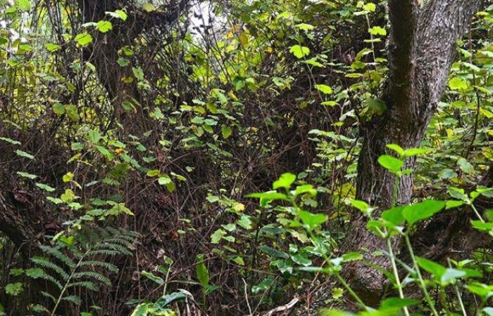 The project to restore the natural environments of Reunion Island, winner of the 2024 Ecological Engineering Prize