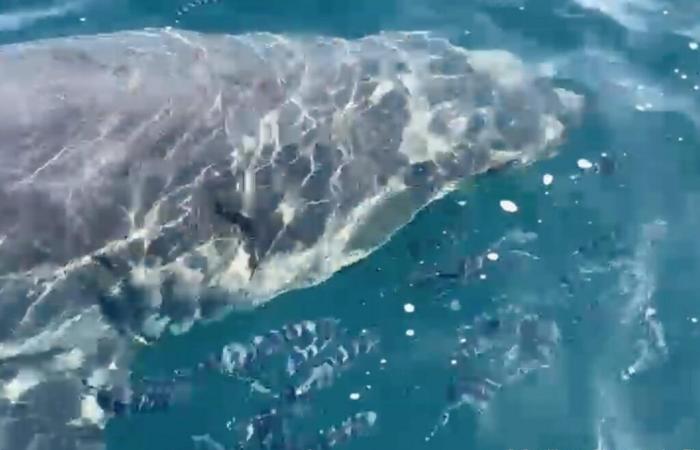 A great white shark observed in the Mediterranean, off the coast of Var