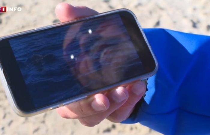 A white shark in the waters of the Var: the fisherman who filmed it recounts his “extraordinary encounter”