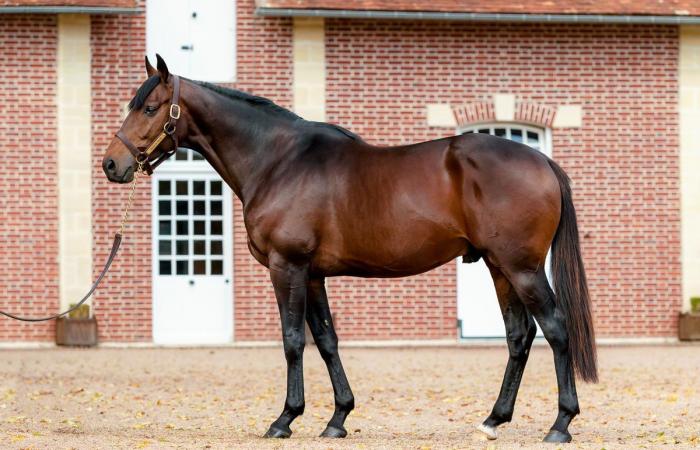 Haras d’Etreham announces the 2025 covering prices for its jumping stallions