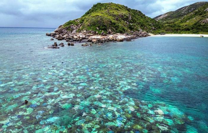 Australia: Record coral mortality in part of the Great Barrier Reef