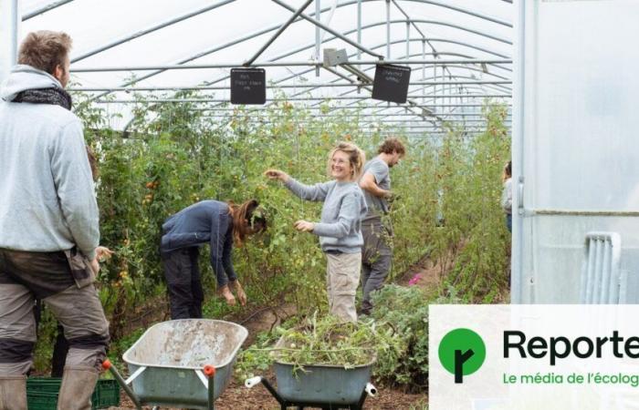 To strengthen peasant agriculture, Belgian volunteers take over the fields