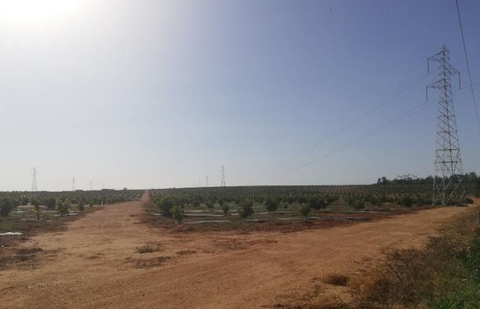 Avocado cultivation is drying up Morocco