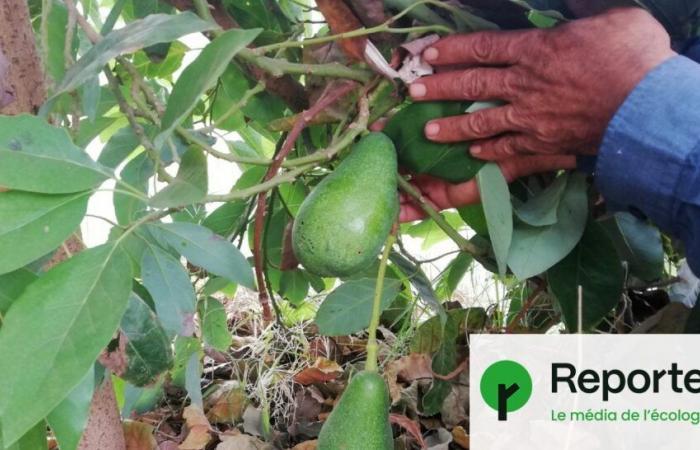 Avocado cultivation is drying up Morocco