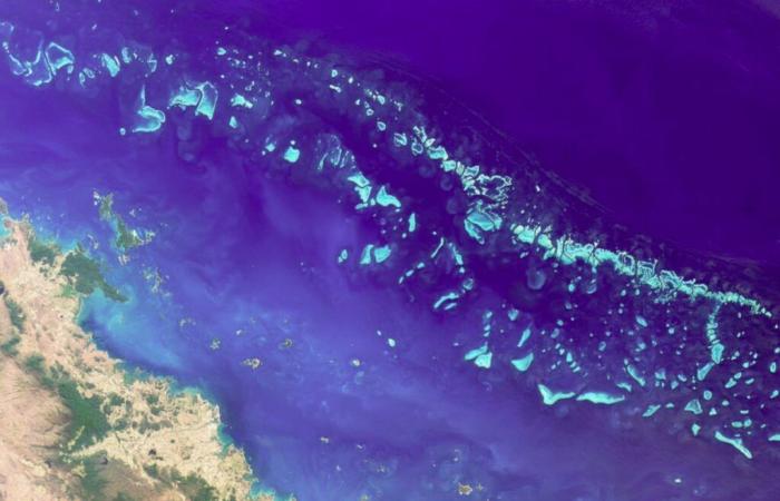 Australia: record coral mortality in the Great Barrier Reef