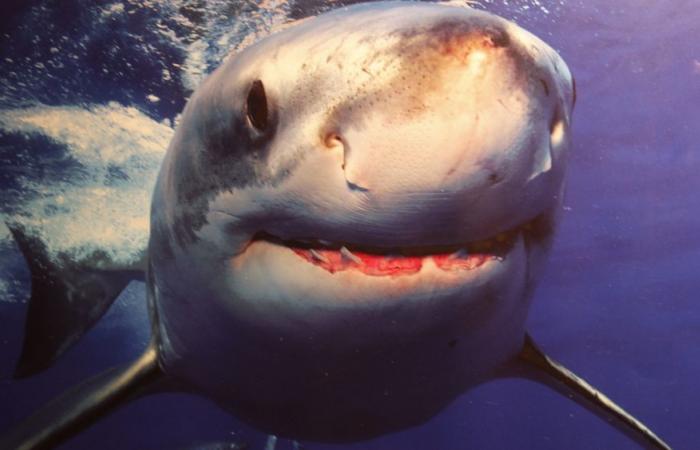 A great white shark observed in the Mediterranean, off the Var coast