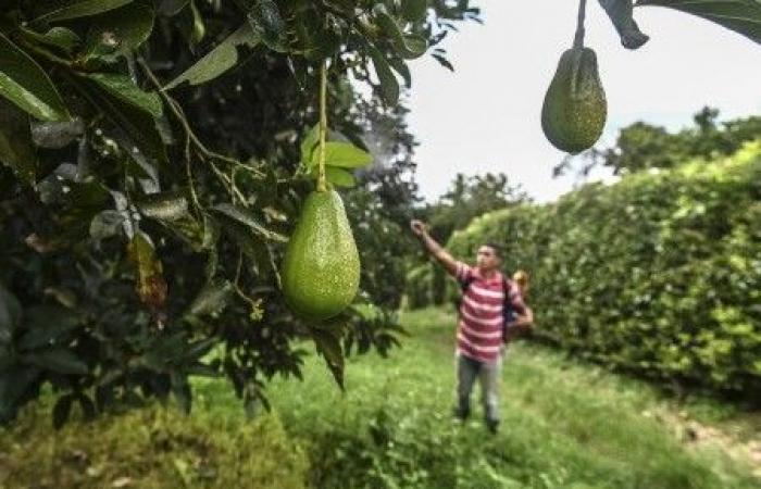 Avocado cultivation is drying up Morocco