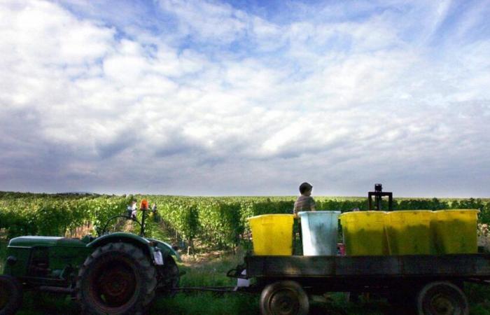 a new trial for human trafficking in the Bordeaux vineyards