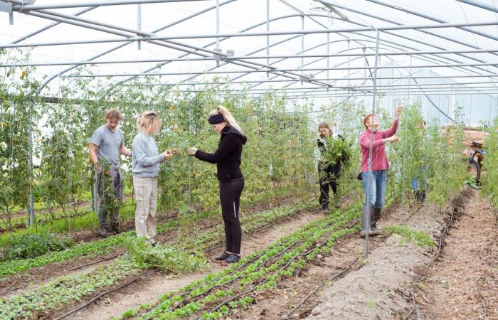 To strengthen peasant agriculture, Belgian volunteers take over the fields