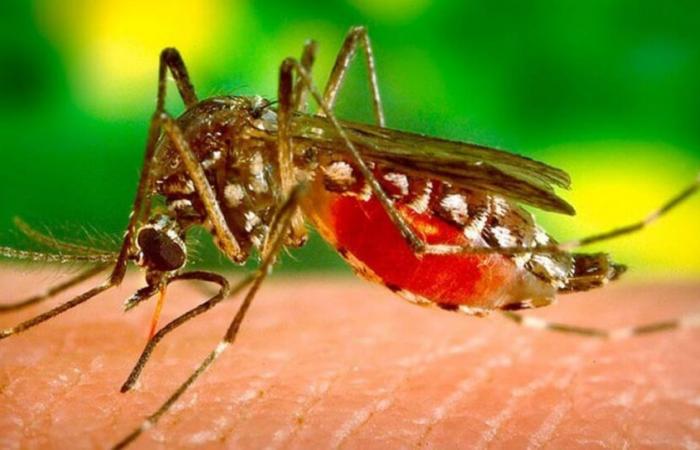 Malaria: a mosquito from Asia worries Africa