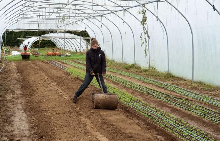 To strengthen peasant agriculture, Belgian volunteers take over the fields