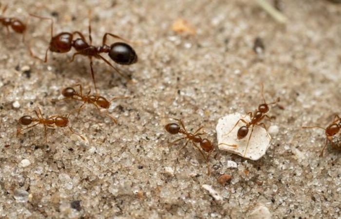 a second outbreak of electric ants, “extremely invasive”, discovered in France