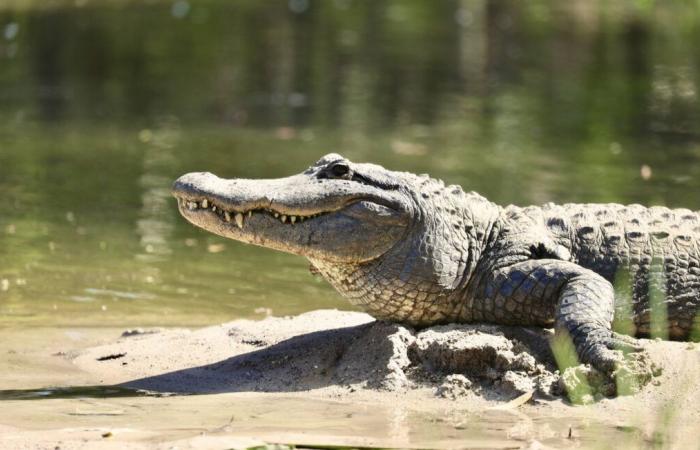 Vet convicted of putting alligator in his home after treating it