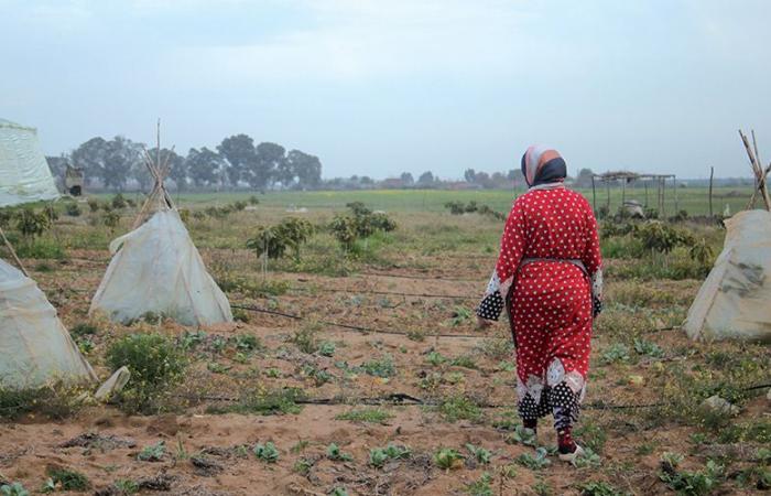 the sale of collective lands brought in big profits for the State