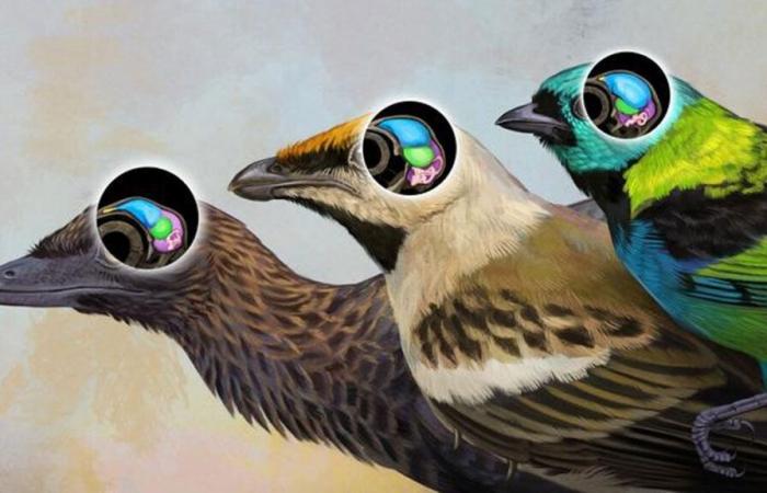 80-million-year-old fossil fills gap in bird evolution