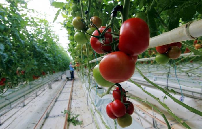 In Isigny-le-Buat, 500 people protest against tomato greenhouses