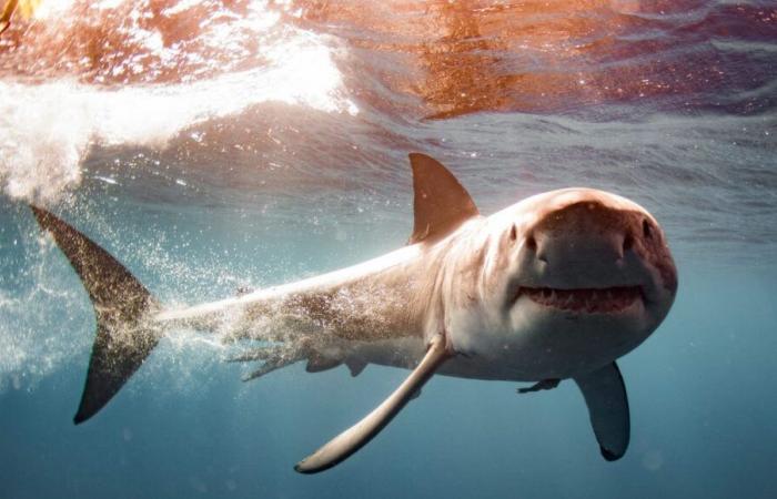 A great white shark, approximately 4 meters long, filmed off the islands of Porquerolles and Port-Cros in the Var