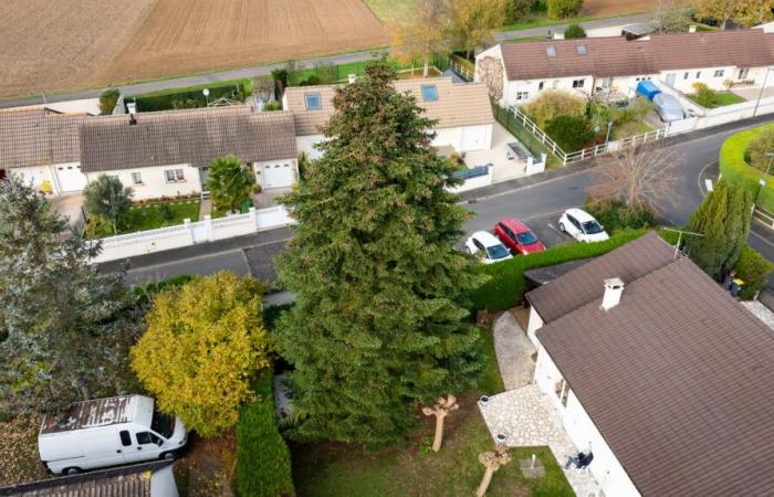 Info Tours | [Photo du jour] For 2024, the giant fir tree of Tours comes from Les Douets