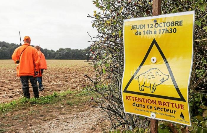 Wild boar hunting and trapping: in Finistère, measures for increased regulation