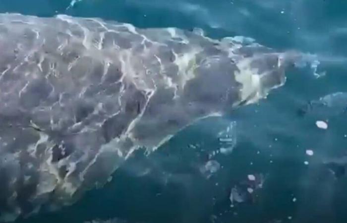 a great white shark, a species in “critical danger of extinction”, seen near the island of Porquerolles – Libération