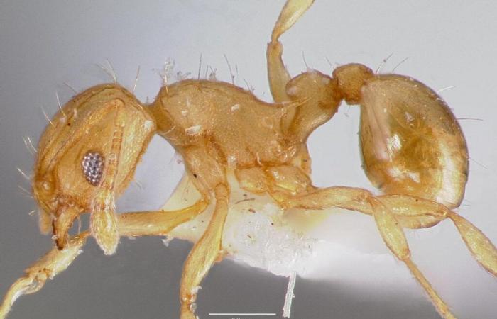 A second outbreak of electric ants, a very aggressive invasive species, was discovered in the Var