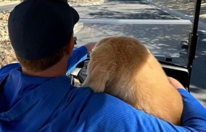 Ben, the dog so beloved by the sports community, joined the Angels after battling cancer