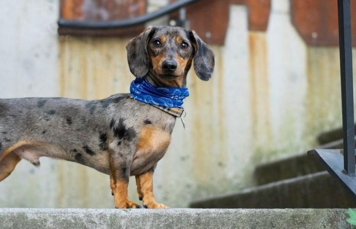 Peeper, 5-year-old dachshund, found dead in a pool of blood after a burglary