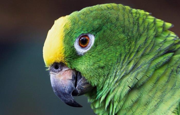 A resident promises 200 euros to anyone who finds her beloved parrot