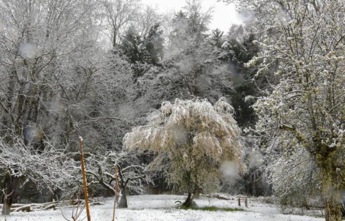 Weather report. The cold returns, snow forecast in the Alps and perhaps in the plains