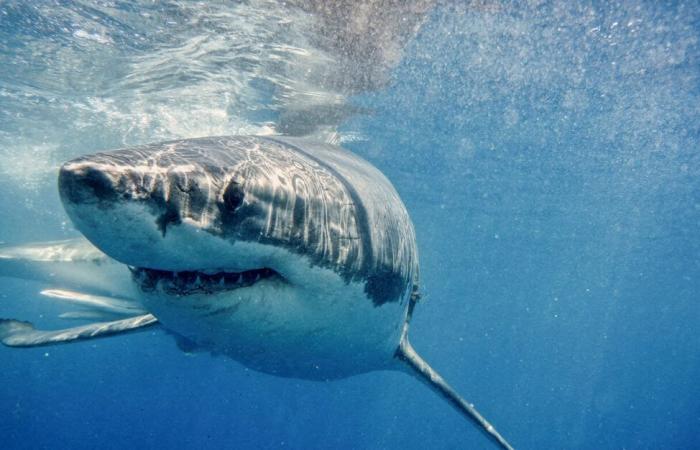 Var. A Great White Shark observed near the islands of Porquerolles and Port-Cros