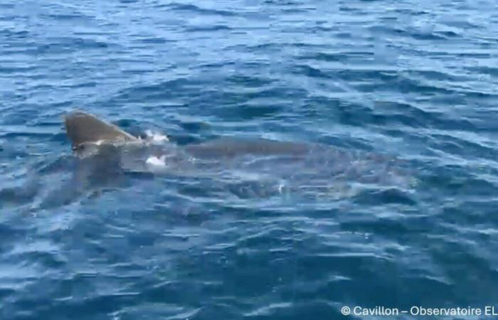 “He approached me very slowly”: the fisherman who saw a great white shark near Porquerolles testifies