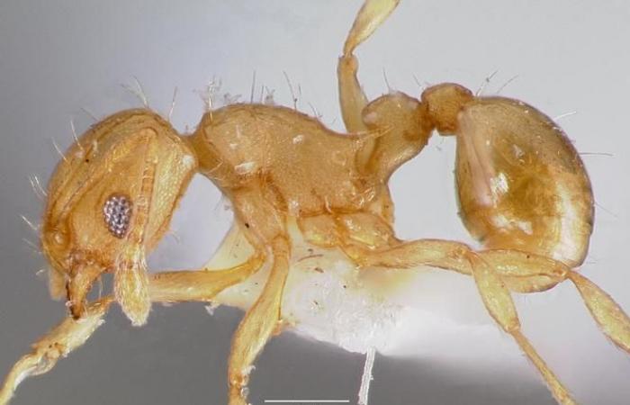 A second outbreak of electric ants, a very aggressive invasive species, was discovered in the Var