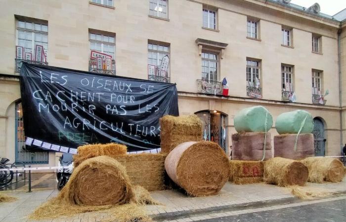 straw and panels placed near Place Stanislas