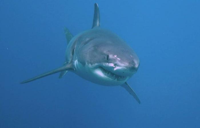 A white shark seen off the Mediterranean in Porquerolles