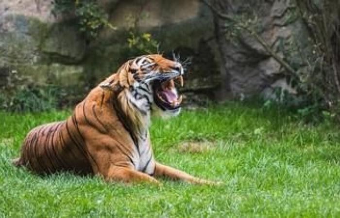 A saber-toothed tiger discovered entirely preserved in Siberia, a first since its extinction 28,000 years ago